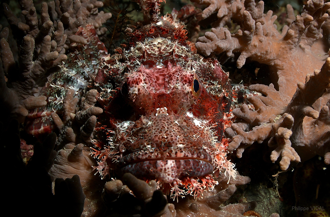 Raja Ampat 2016 - Scorpaenopsis oxycephala - Tasseled scorpionfish - Poisson scorpion a a houppes - IMG_5065_rc.jpg